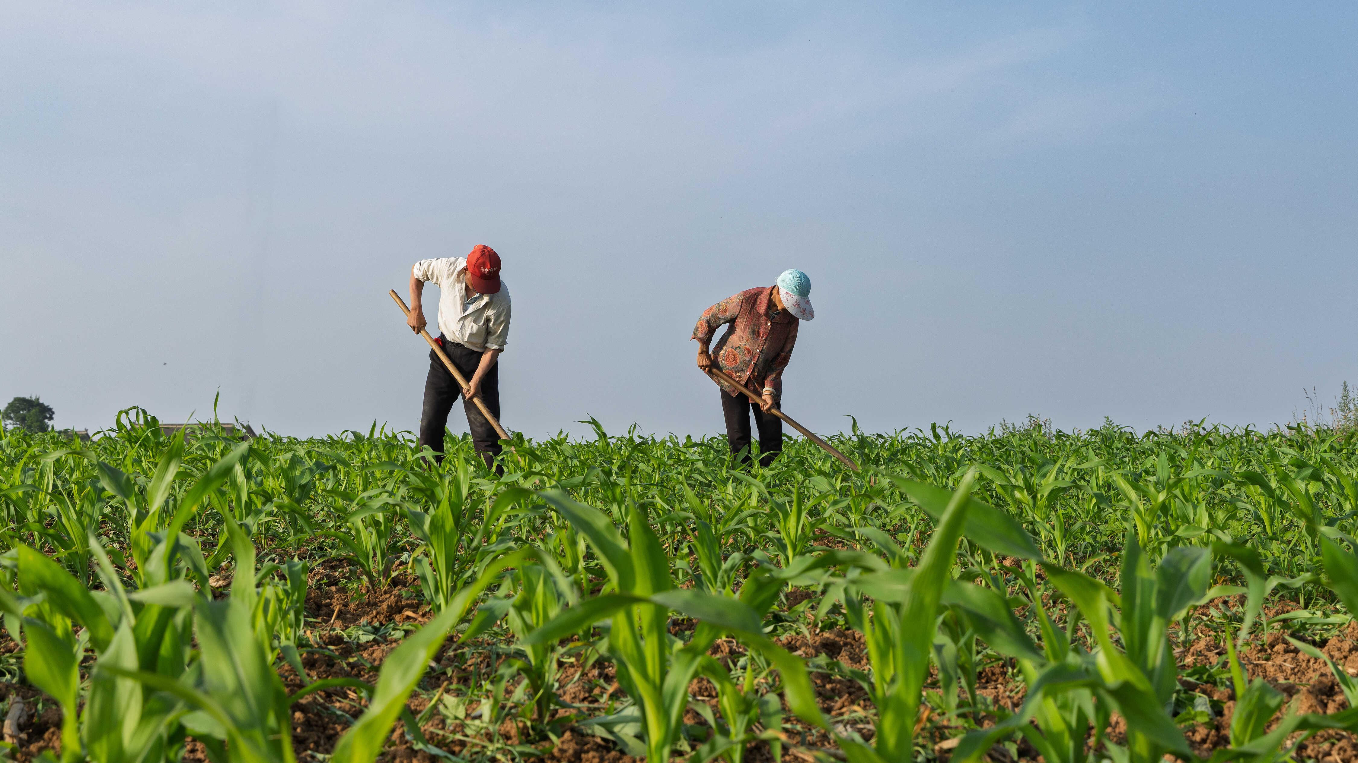 Chinese Scientists Uncover Solution to Crops' Midday 'lunch break'
