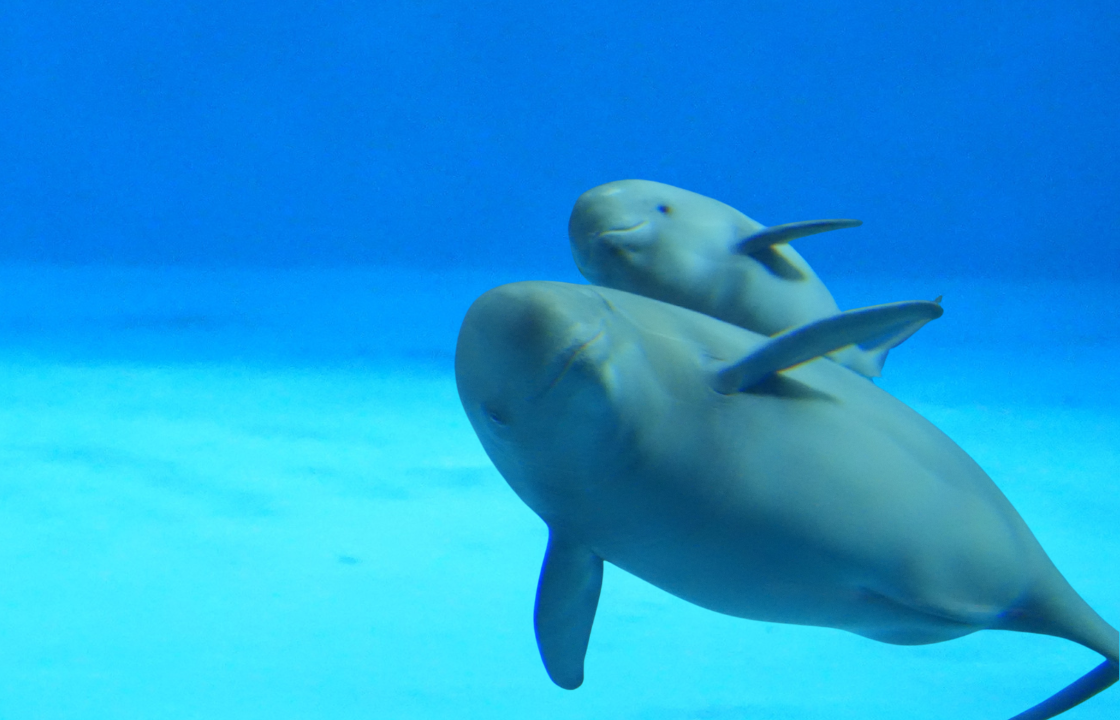 Watch the Rare Head-first Delivery of Yangtze Finless Porpoise