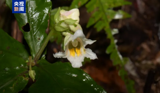 New Impatiens Species Discovered in South China