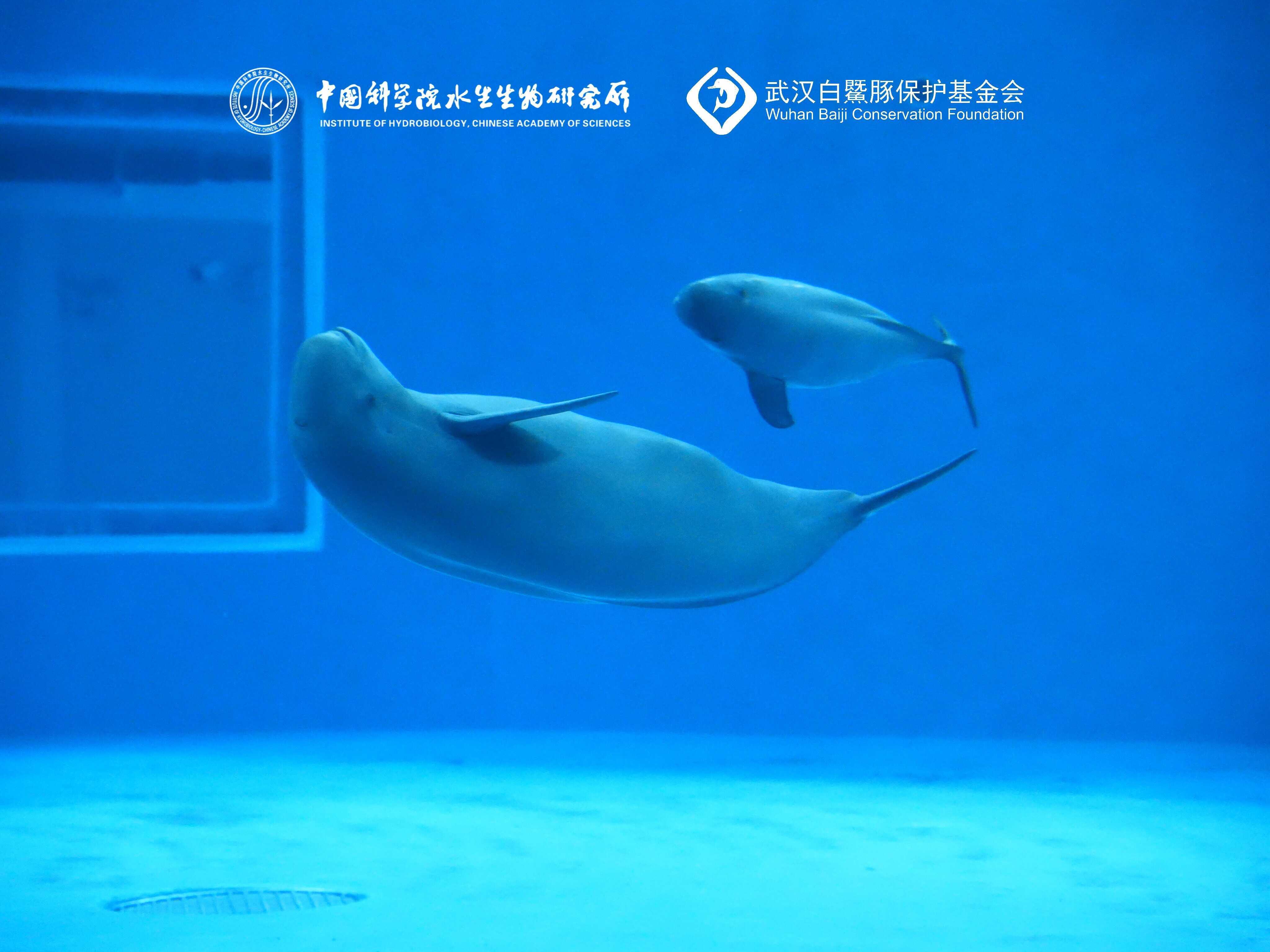 AI System Monitors Endangered Yangtze Finless Porpoises