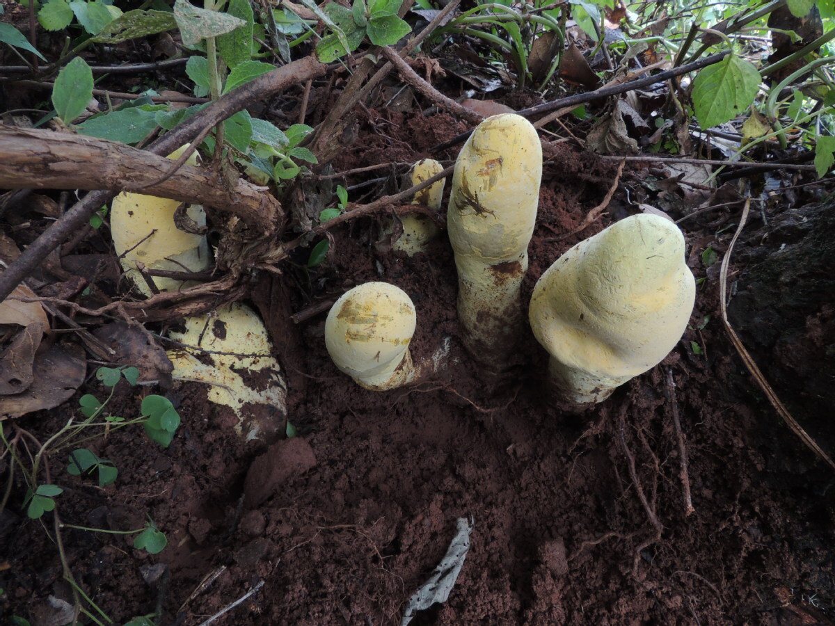 Giant Fungus Discovered in Yunnan Reveals New Fungal Family
