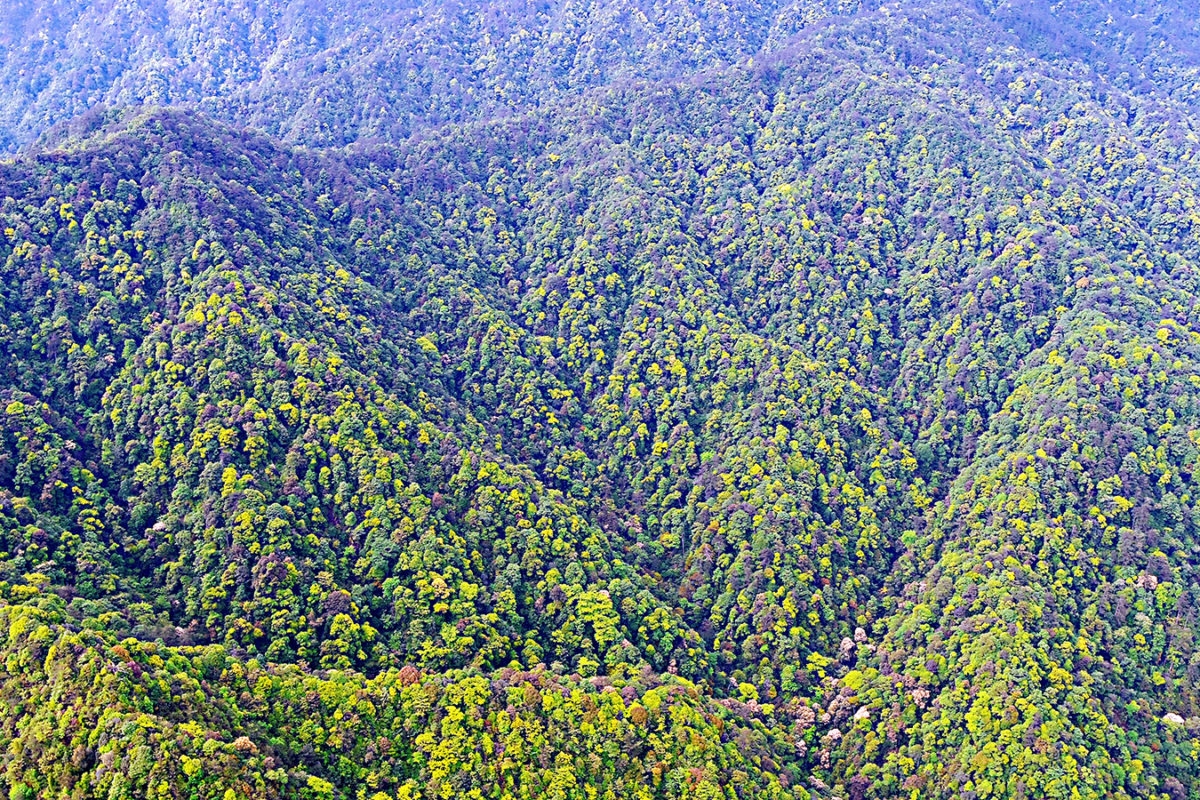 Beneficial and Harmful Fungi Are at the Root of Forest Diversity