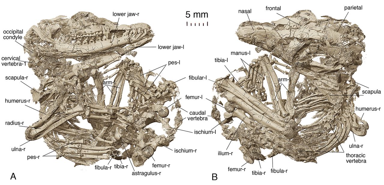 Ancient Fossils Clarify Evolution of Mammalian Hearing