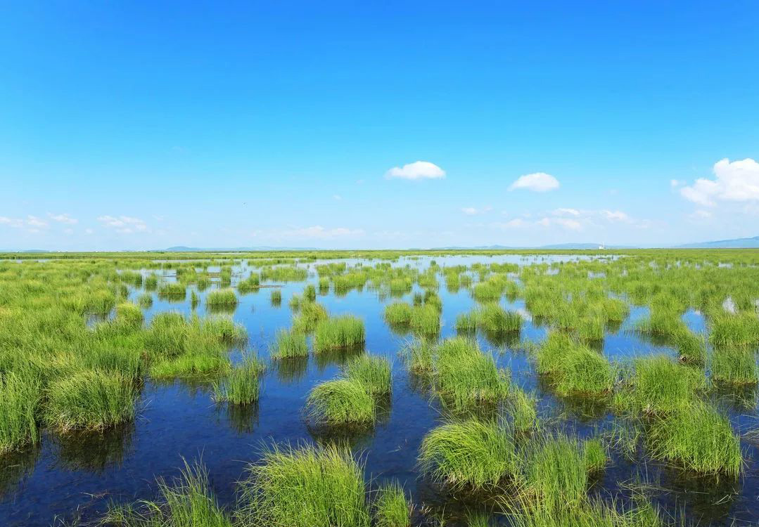 Marshland Conversion Can Warm Land Surface: Research