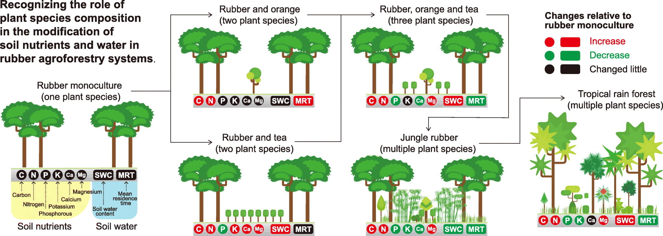 Recognizing the role of plant species composition on the modification of soil nutrients and water in rubber agroforestry systems