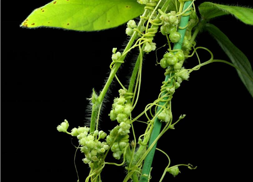 Dodder Uses the Flowering Signal of Its Host Plant to Flower