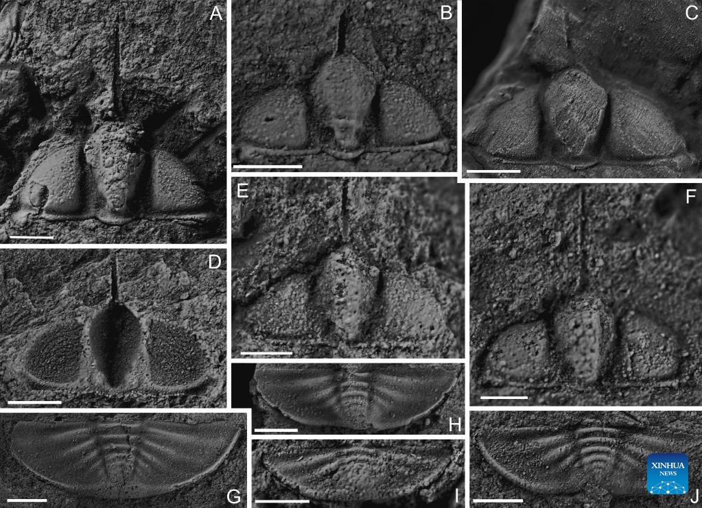 Scientists Discover New Trilobite Association over 400 mln Years Ago in China's Yunnan