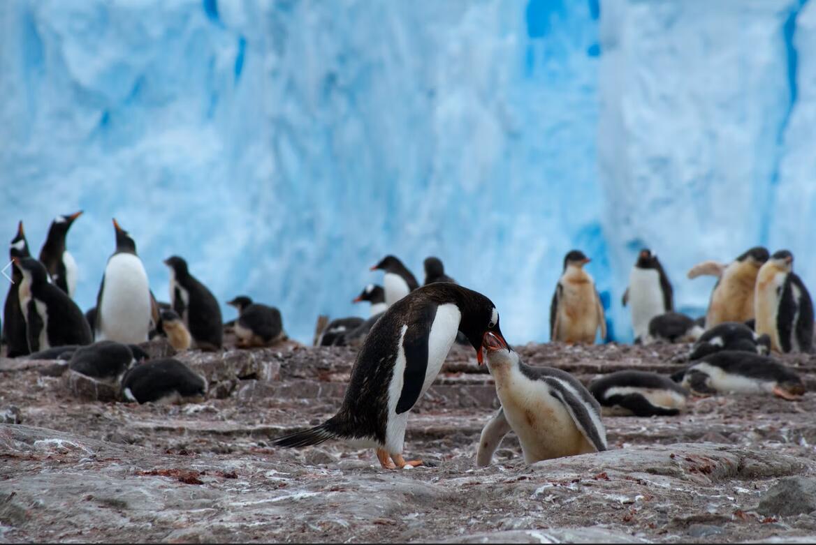 Gene Study Reveals Penguin Evolution to Marine Environments
