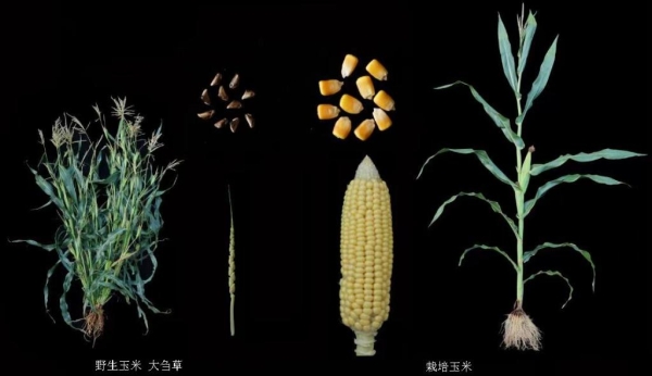 Chinese Researchers Identify Gene That Increases Protein in Modern Maize