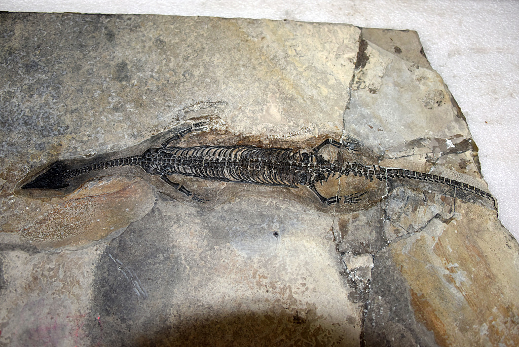 244-million-year-old Marine Reptile Fossil Found in China's Yunnan