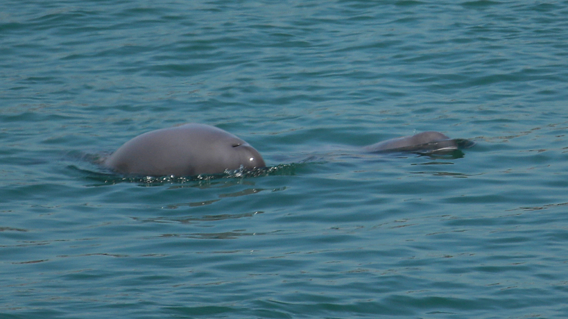 99 Pairs of Mother and Child Yangtze Finless Porpoise Were Found