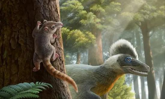 A reconstructed image of the newly identified eutherian mammal (left) (Photo/Courtesy of Chinese Academy of Sciences)