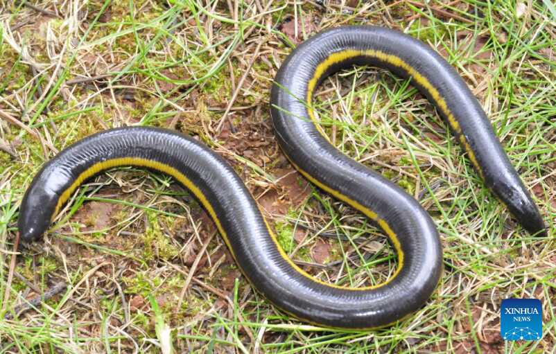 Researchers Discover New Species of Caecilian in SW China