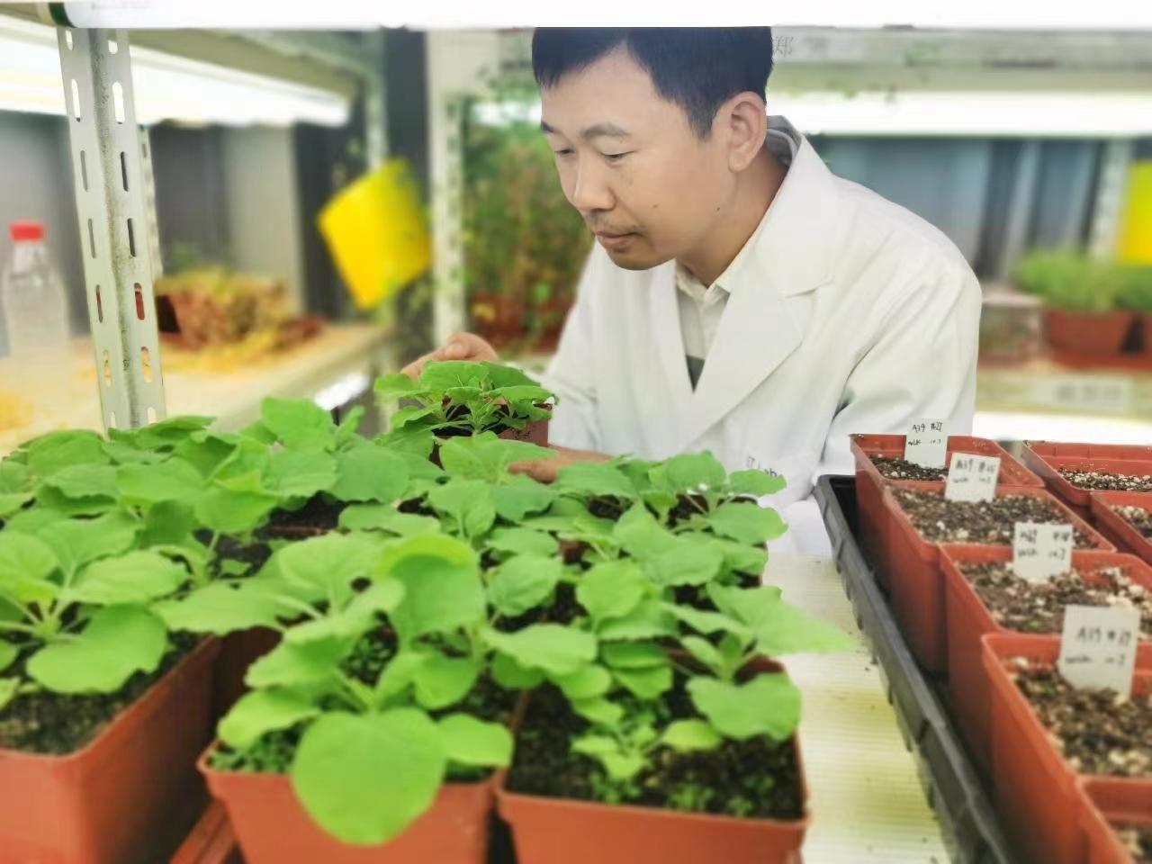 Study Reveals How Plants Identify 