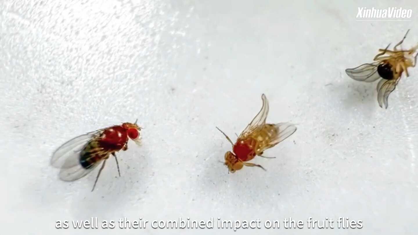 Space Exploration Pioneers: Three Generations of Fruit Flies Born in China's Space Station