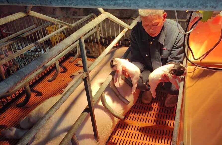 China Researchers Clone 4,000-year-old Native Swine Breed