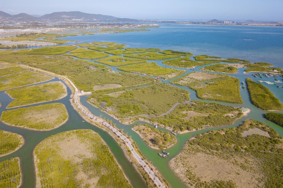 China Releases First Standards for Mangrove Restoration