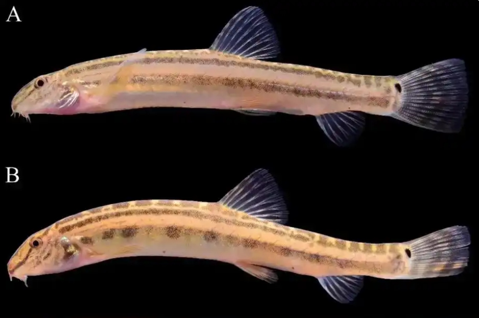 Discovery of New Fish Species Reflects Improved Water Environment in Beijing