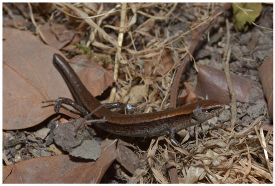 New Lizard Species Found in Southwest China