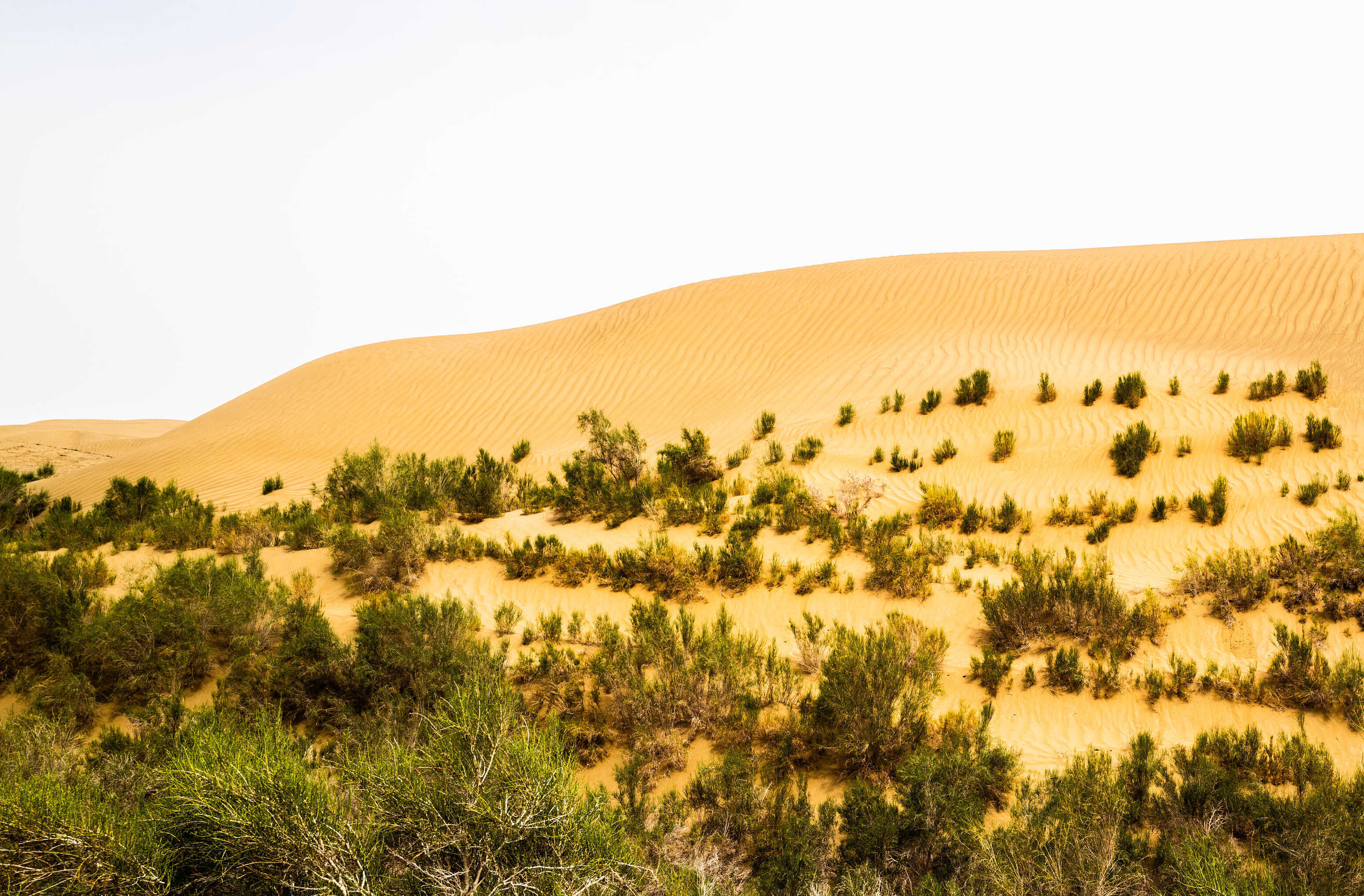 16-day Expedition on Taklimakan Desert 'Edge-locking' Project Ends