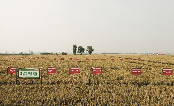 Scientists Uncover Novel Immune Mechanism of Wheat Tandem Kinase