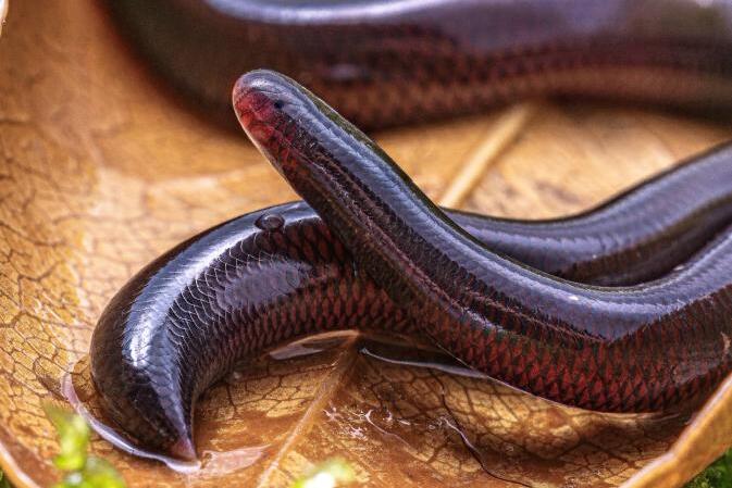 Chinese Study Unravels Genetic Secrets of All-female Snake