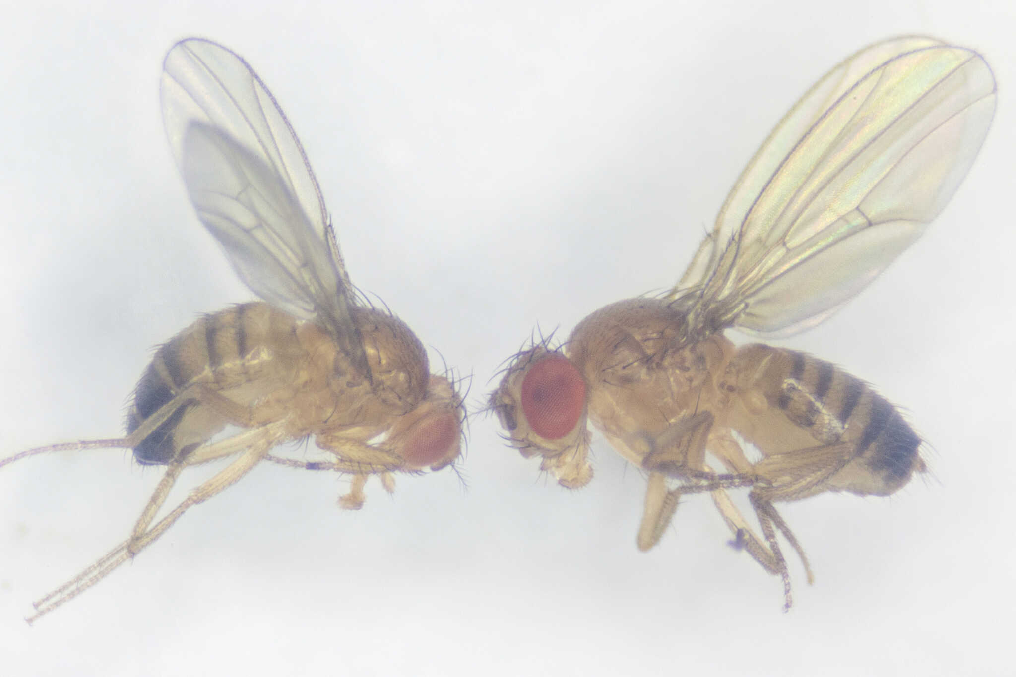 Fruit Flies from China's Space Station Return, Set to Yield Key Data