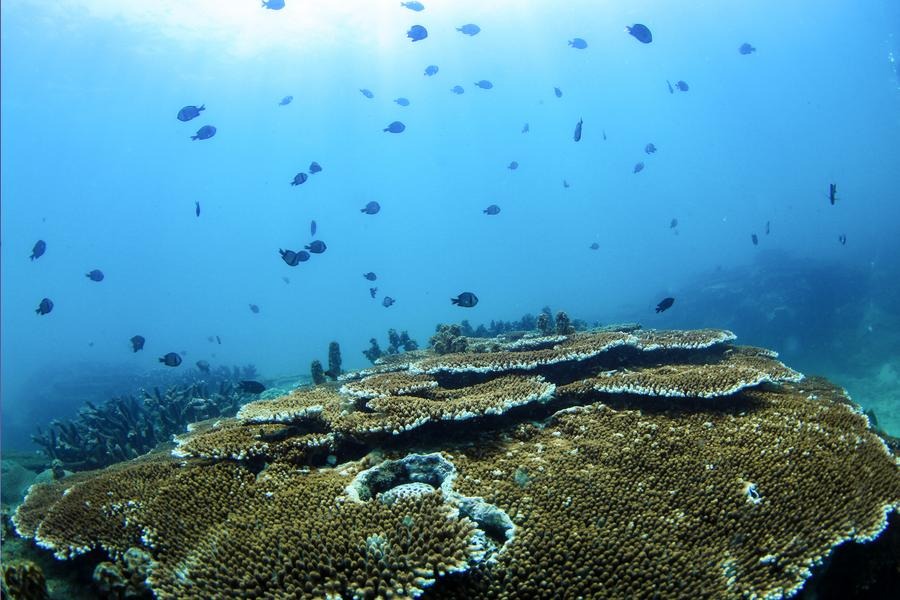 Chinese Scientists Develop Degradable Coating to Tackle Marine Biofouling Challenges