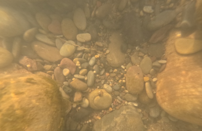 Scientists Witness First Wild Reproduction of Yangtze Sturgeon After Decades of Conservation