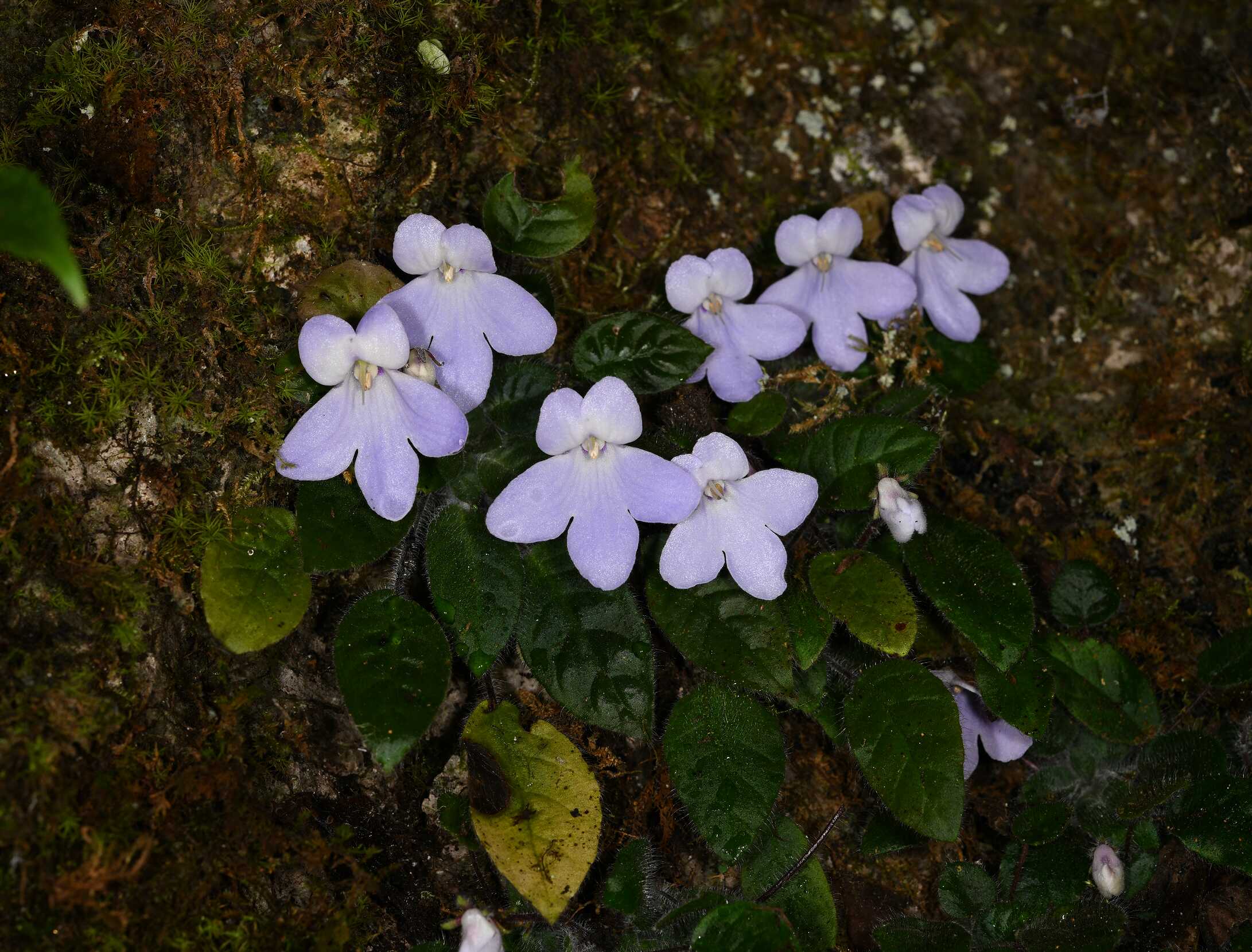 Chinese Researchers Reintroduce Critically Endangered Plant into Wild