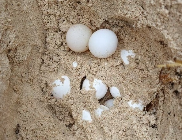 Green Sea Turtle Nesting Site Found at South China Sea Reef