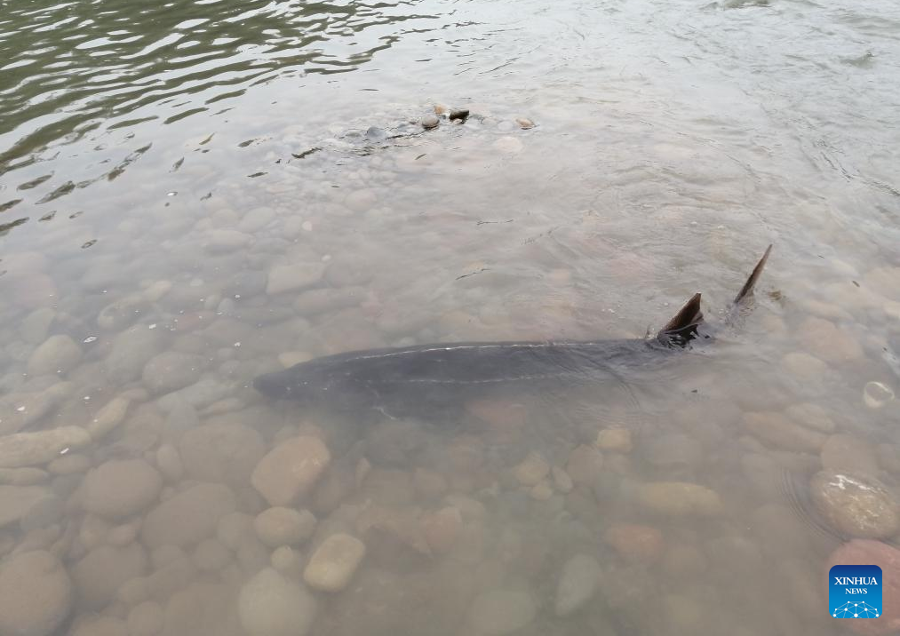 Yangtze Sturgeon Manage Natural Spawning, Hatching After Removal of Hydropower Dams