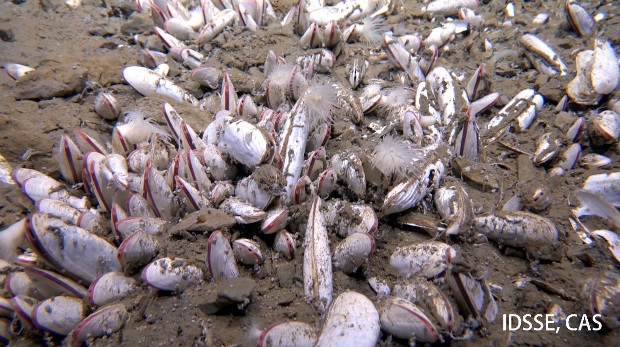 Chinese-led Team Discover 'vibrant oasis' of Chemical-eating Creatures 10,000 m Undersea