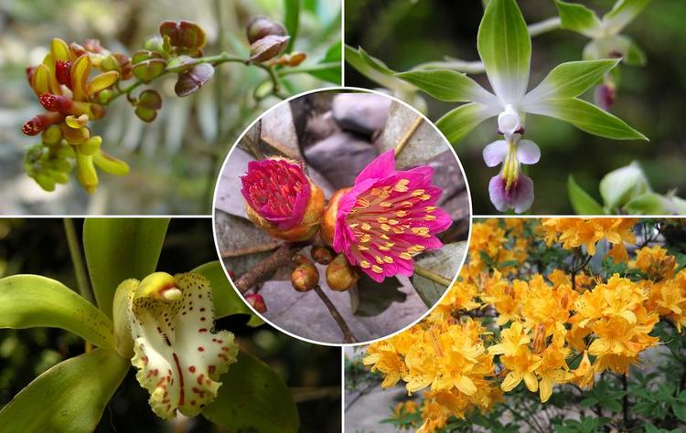 Safeguarding Biodiversity Wonderland in Southwest China