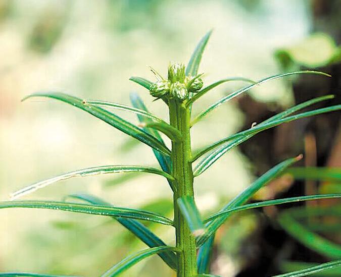 Breeding Program Gives Plum Yews New Life