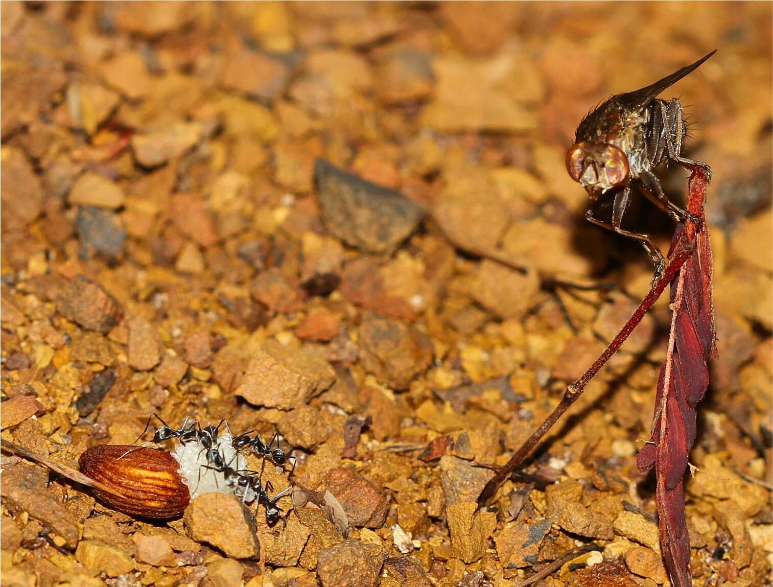 The Great Seed Thief: A Fly's Role in Rewriting Plant Science