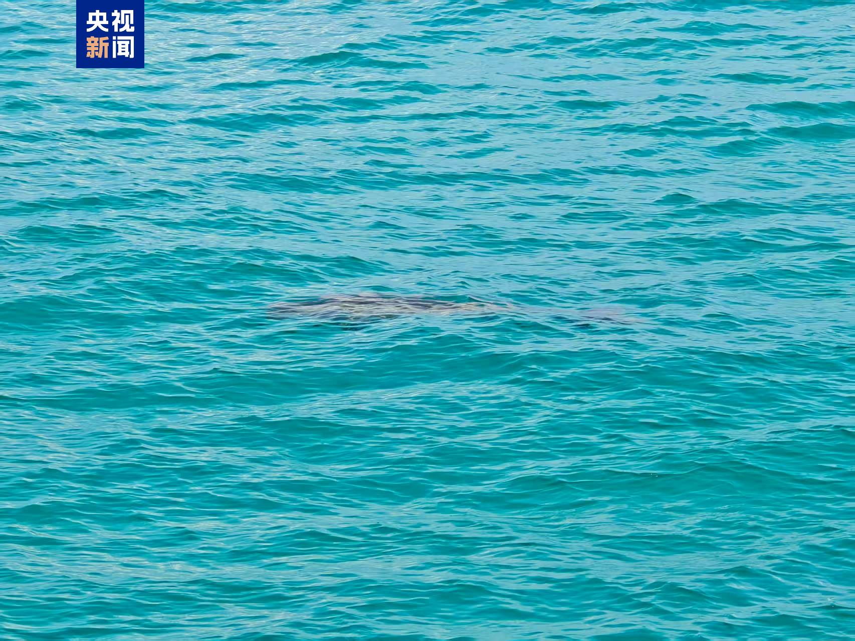 Rare Sea Creature Dugong Sighted off South China Sea Reef