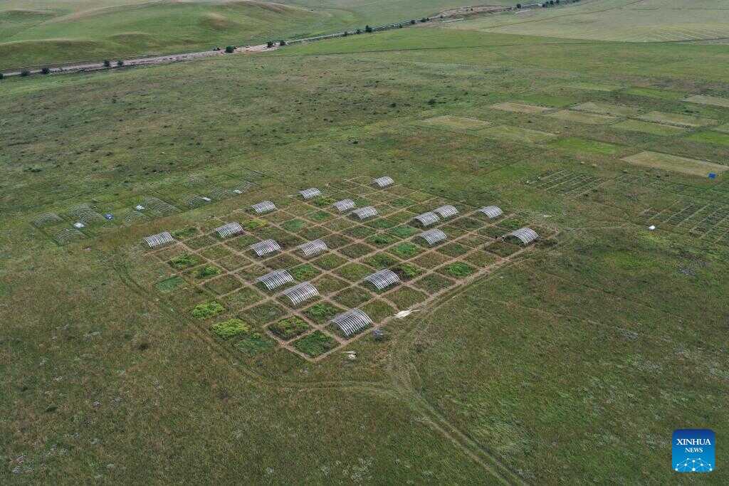 Decoding the Green: China's Living Lab for Grassland Restoration
