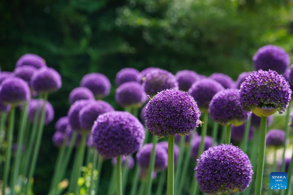 China, Uzbekistan Jointly Safeguard Global Allium Diversity