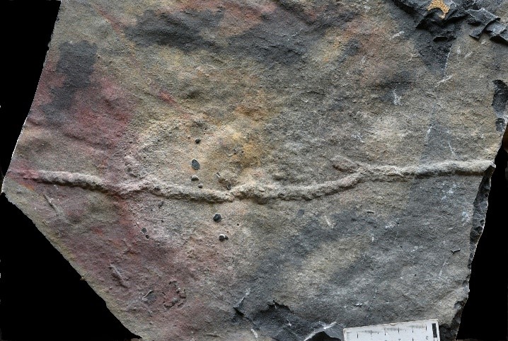 New Study Pushes Back Origin of Complex Animal Behavior by Almost 10 mln Years