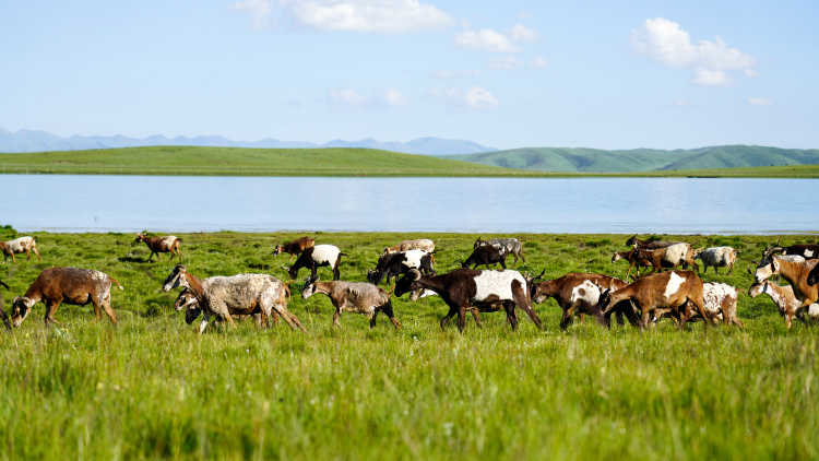 Chinese Scientists Reveal Impact of Waterlogging on Alpine Meadow Soil