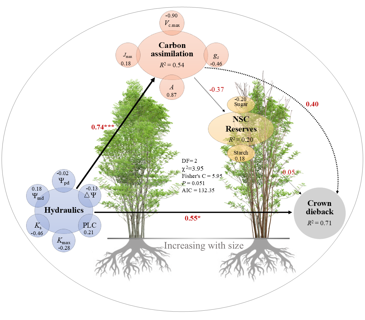 New Study Reveals Key Mechanisms of Dryland Shrub Decline