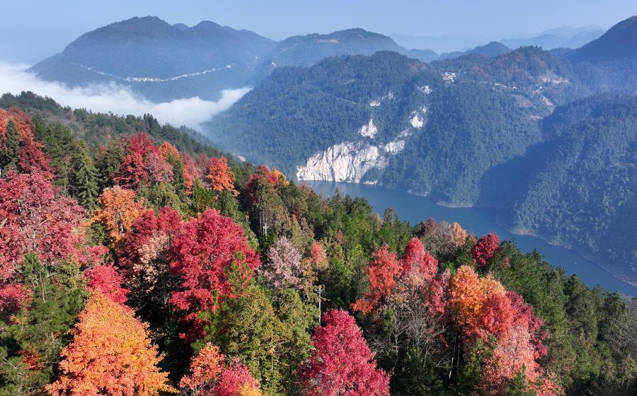 Researchers Release High-resolution Maps of China's Forest Diversity