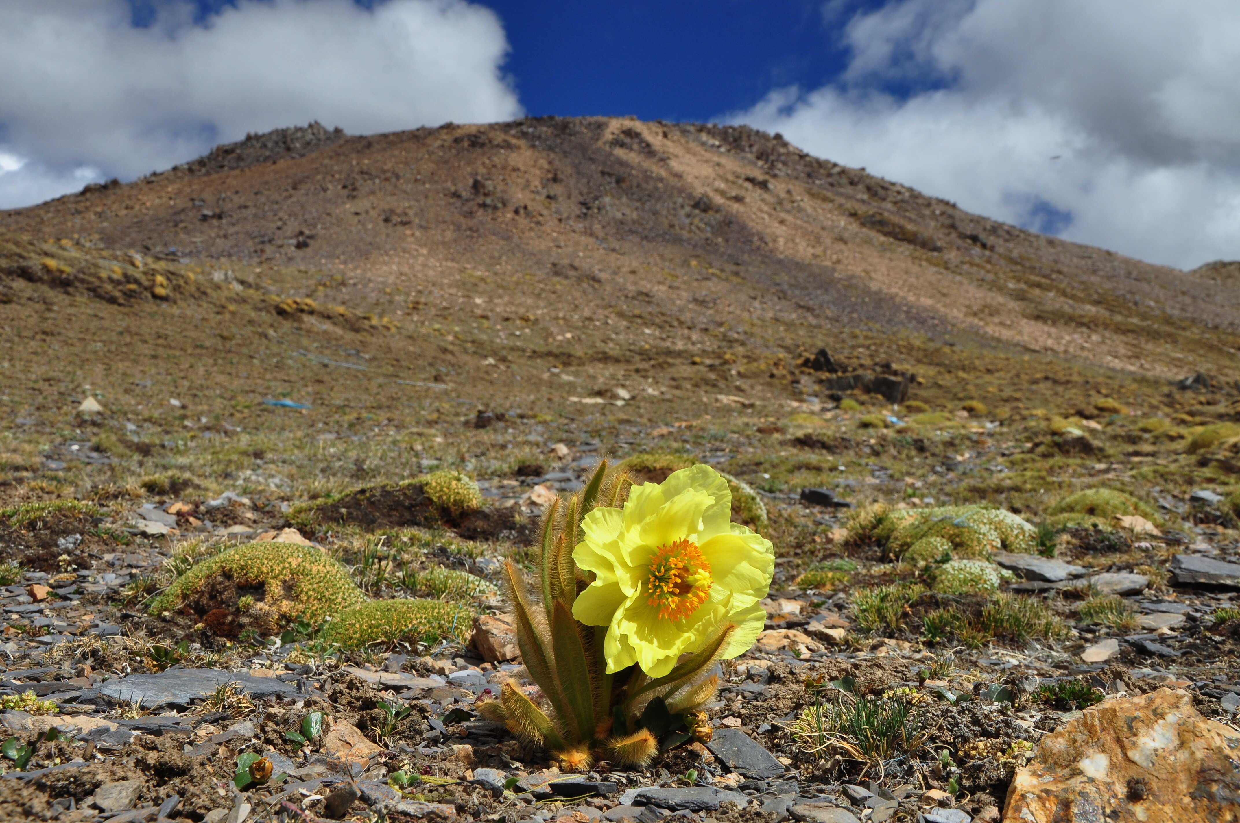 New Study Traces How Earth's Alpine Plant Diversity Evolved<br/>