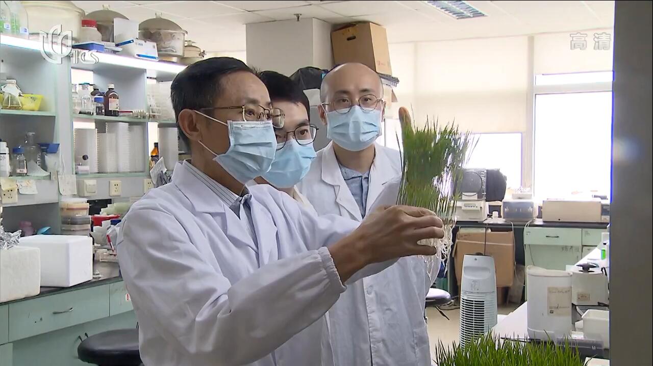 Scientists Pinpoint Genes Increasing Rice's Heat Tolerance