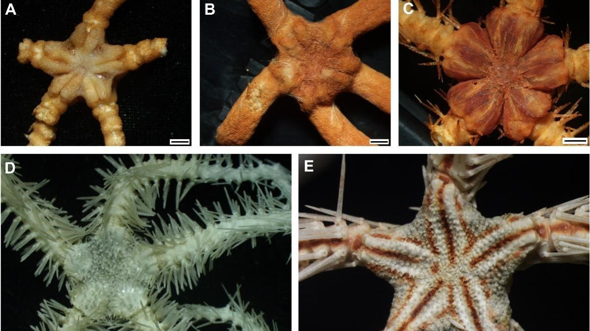 China Discovers New Species, Records of Deep-sea Brittle Stars