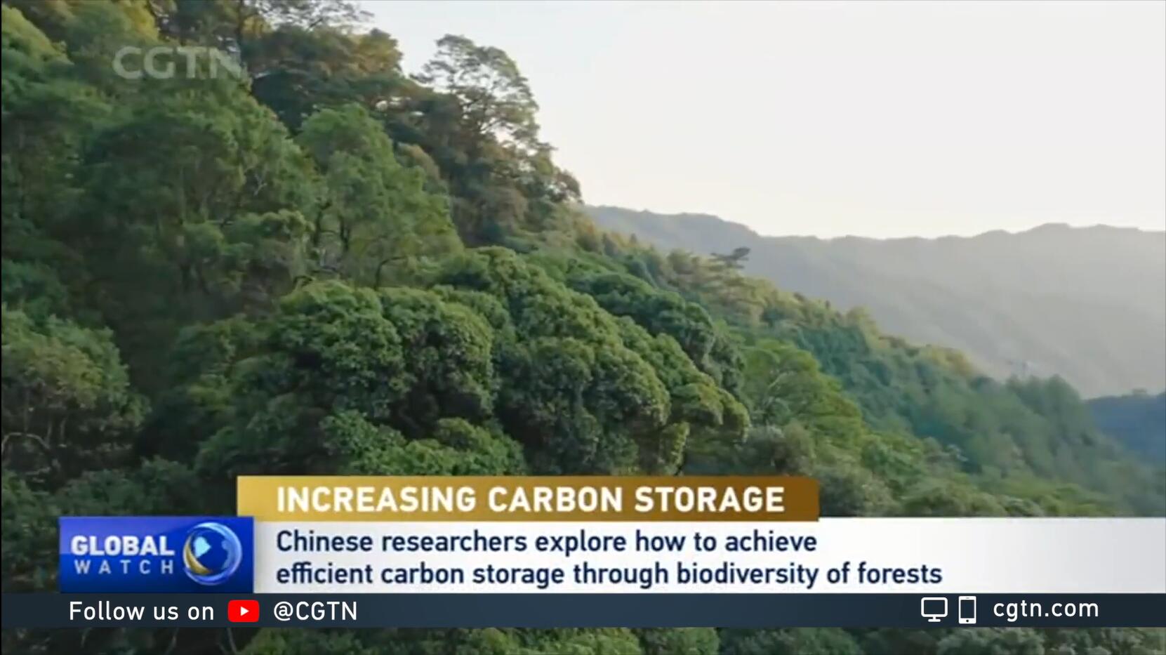 Diversified Forest Could Improve Carbon Storage