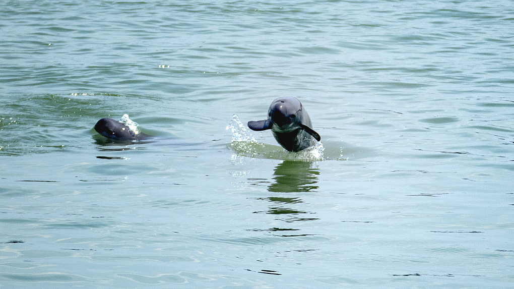 How to Save the Finless Porpoise - the 'Smiling Angel of the Yangtze'