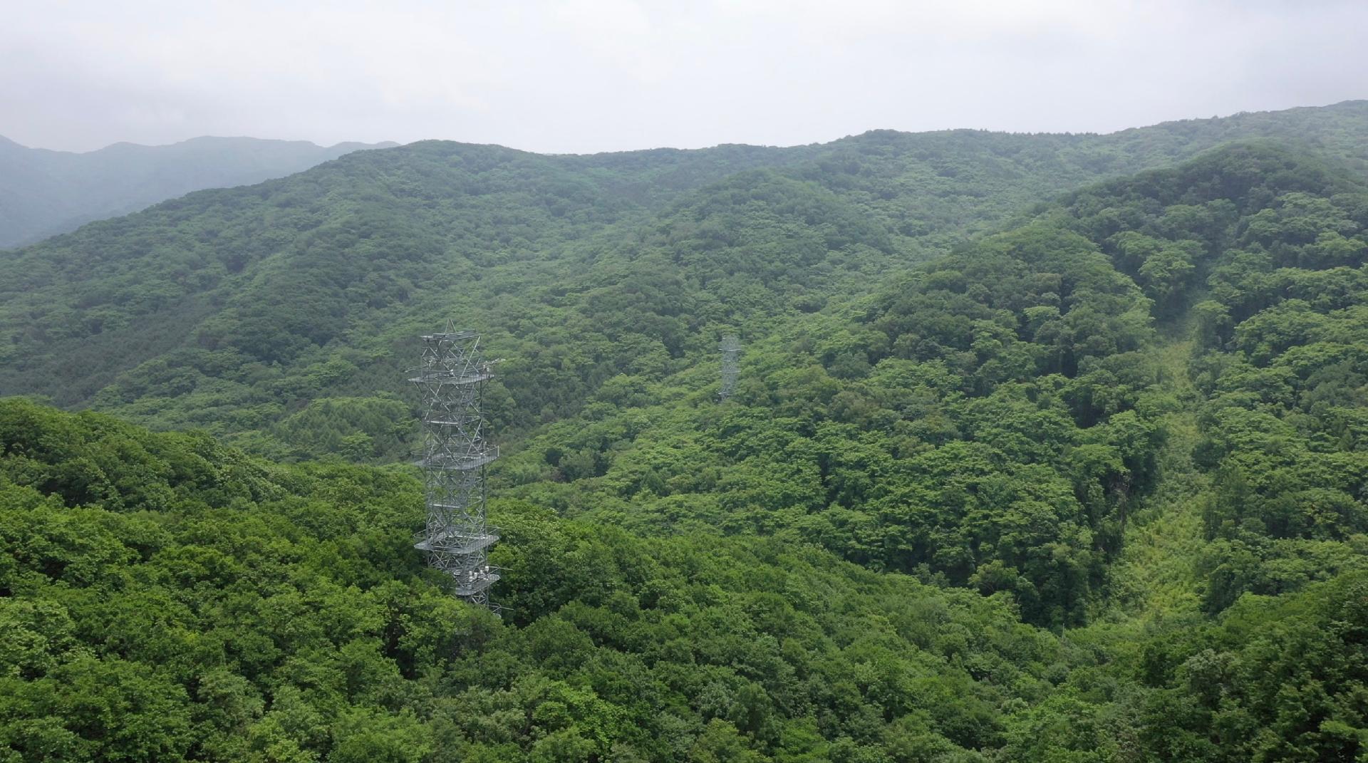 China's Carbon Neutrality: Scientists Make Forest Carbon Data Breakthrough