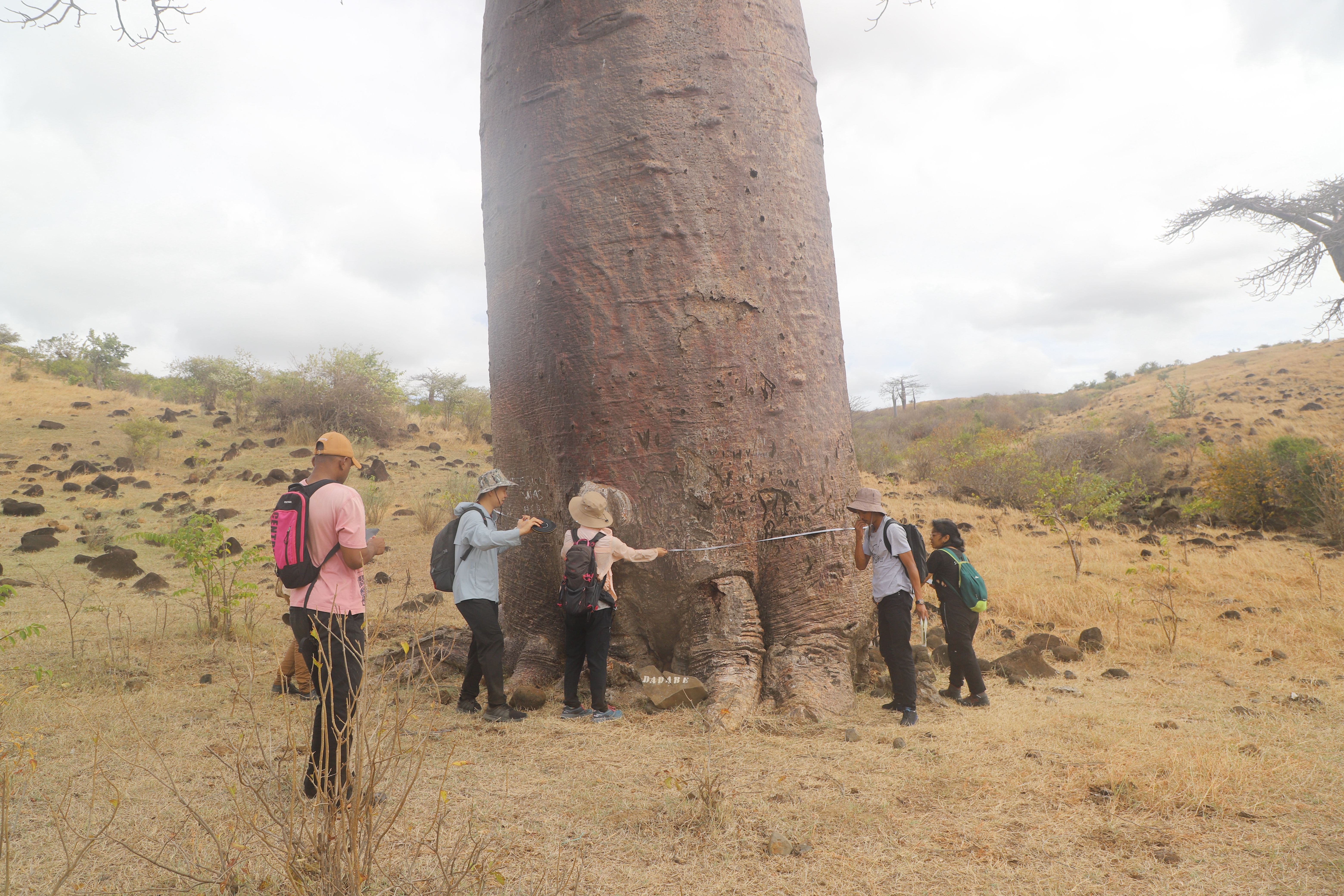 Researchers measure a baobab tree. Provided by the WBG_副本.jpg